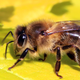 Imagen para el artículo titulado Las abejas dejaron de zumbar durante el eclipse total de sol del año pasado